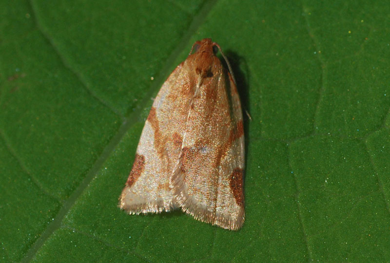 Ancora un Tortricidae : Paramesia gnomana